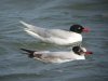 Mediterranean Gull at Westcliff Seafront (Steve Arlow) (80732 bytes)